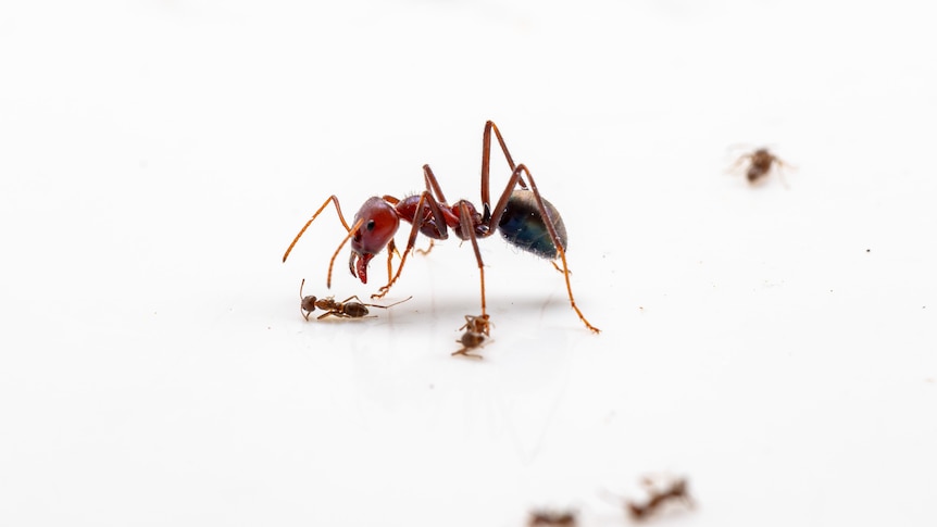 A close up photo of a large red ant with several small ants lying close by