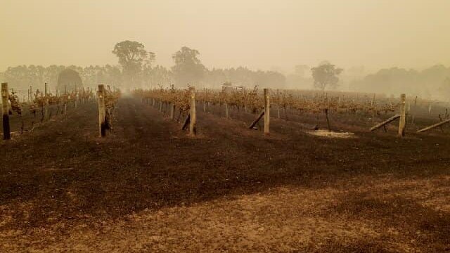 Burnt vines sit in a smoky haze on the South Coast of NSW.