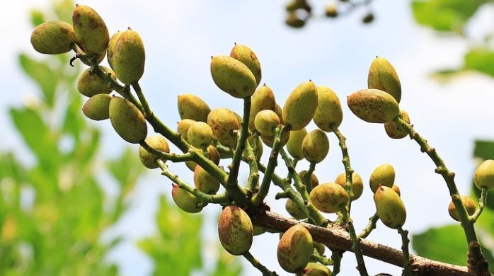 Picture of pistachio branch