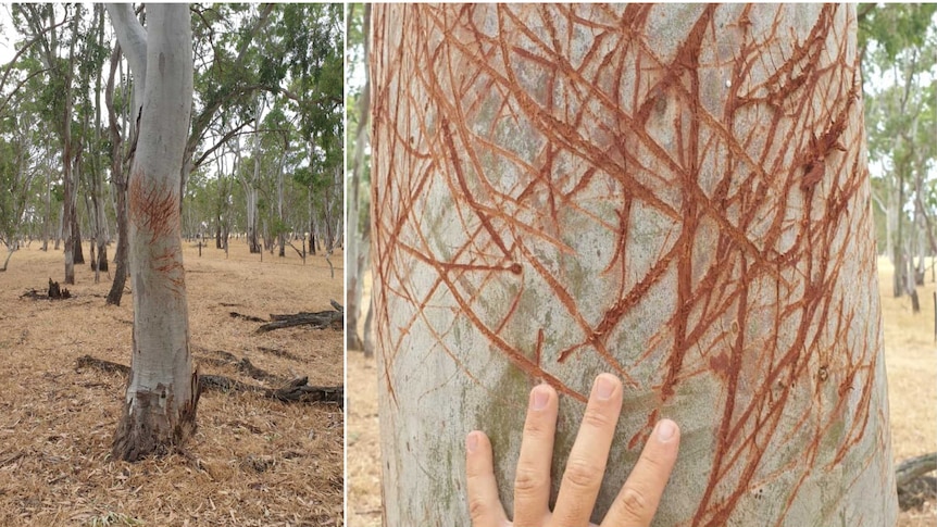 Deep marks in a gum tree made by deer antlers