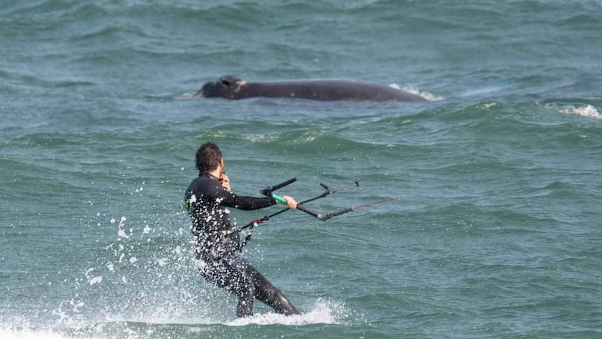 A kitesurfer near a whale off Christies Beach.