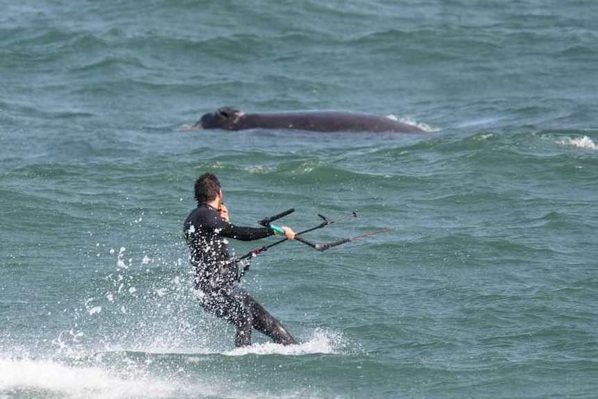 A kitesurfer near a whale off Christies Beach.