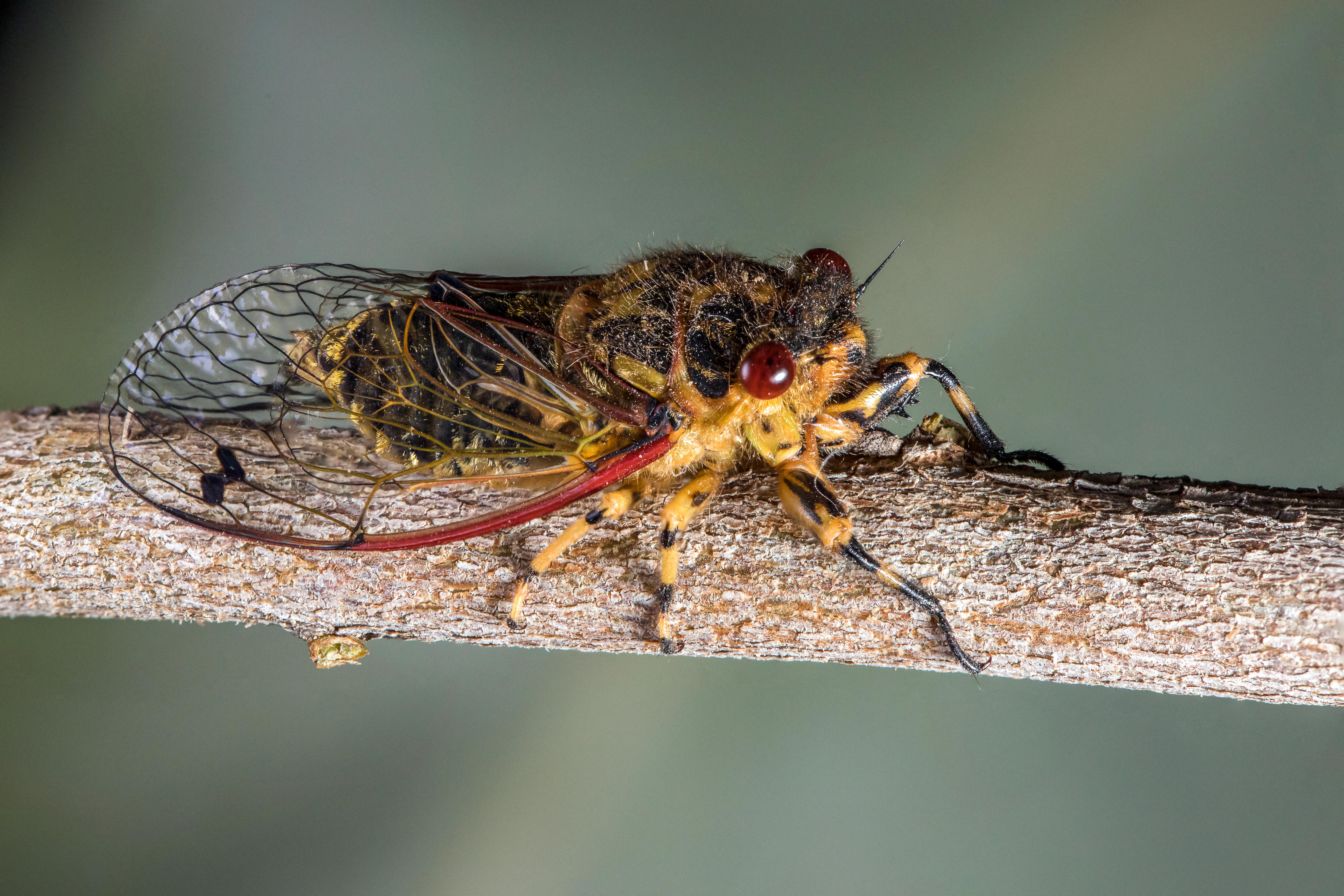 golden twangler cicada on a branch