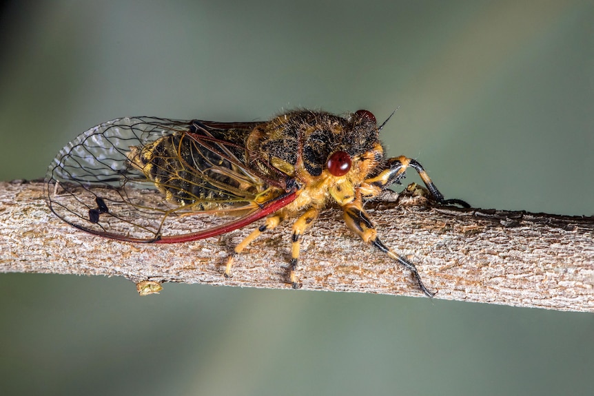 golden twangler cicada on a branch