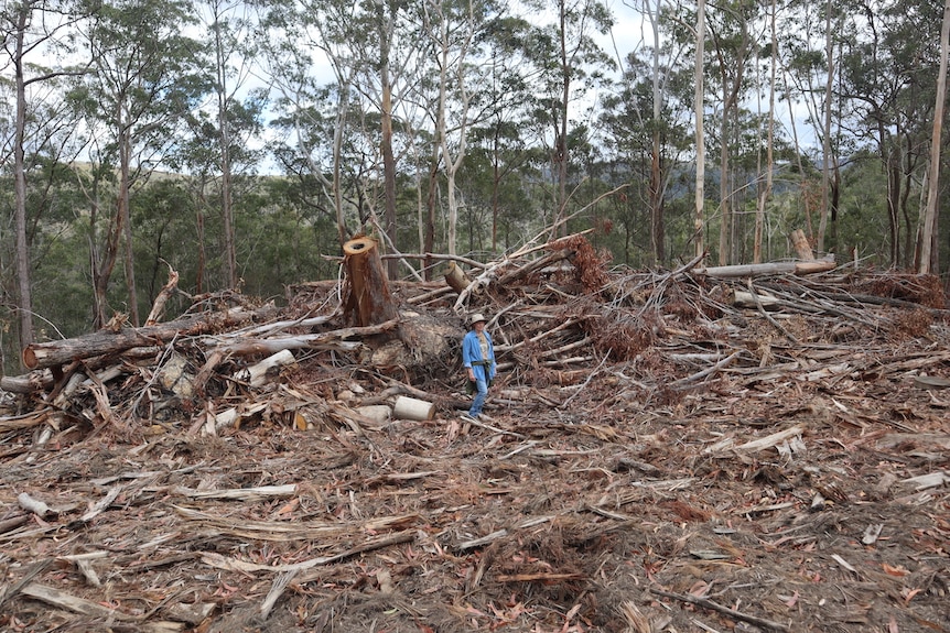 A person stands in the centre of a logged area of a forest.