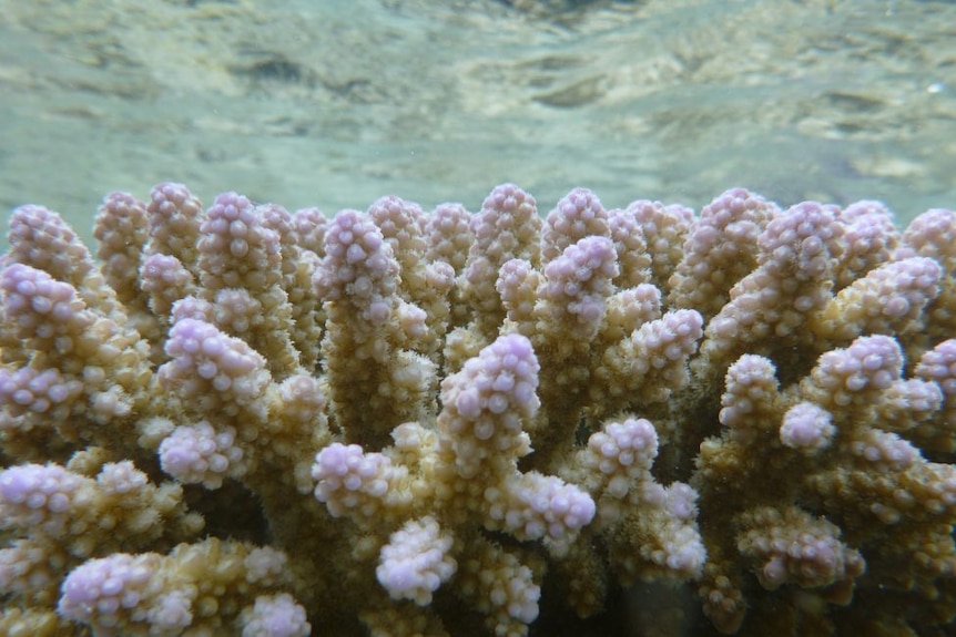 Close-up photo of a healthy coral colony