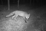 A black and white image of a fox at night with a bait in its mouth.