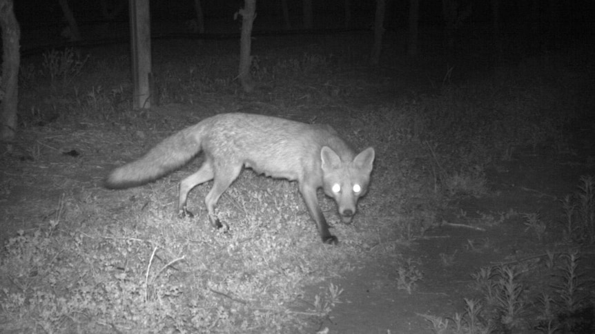 A black and white image of a fox at night with a bait in its mouth.