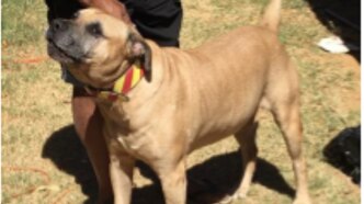 Side on view of bull mastiff dog named 'Buddy' responsible for two attacks.