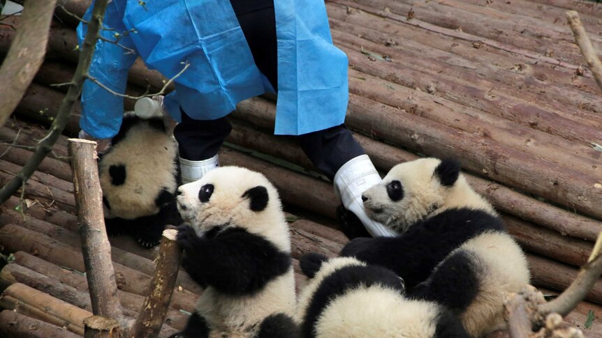 Baby pandas play with a handler in Chengdu, China