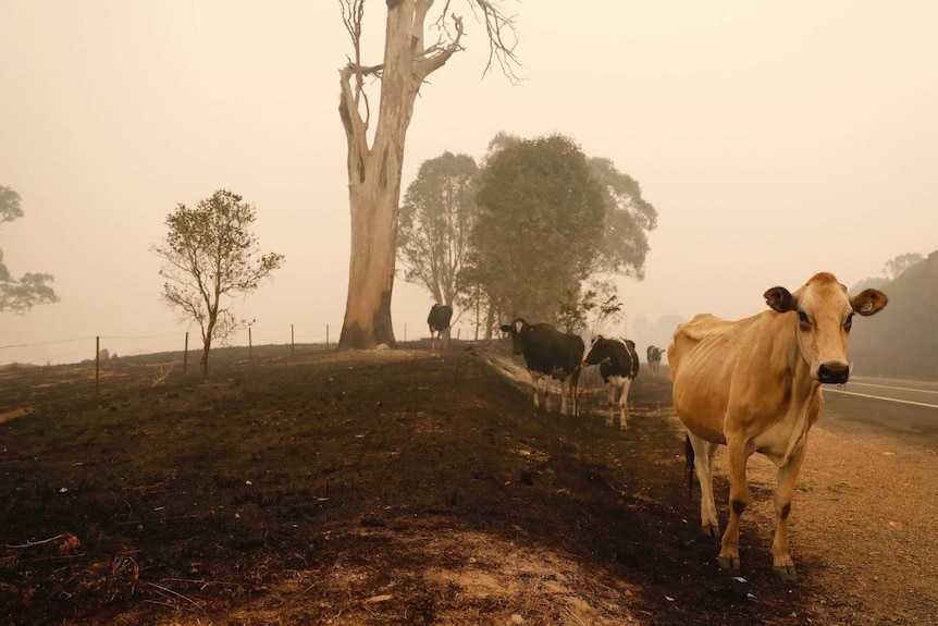 cattle stand on the side of a bushfire ravaged road in New South Wales