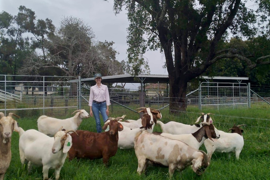 A young woman in long pink shirt jeans and cap standing amoung goats on a farm