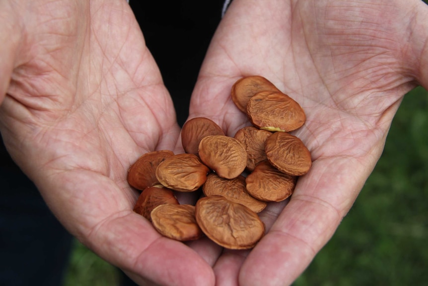 A pair of hands holding large, flat seeds.