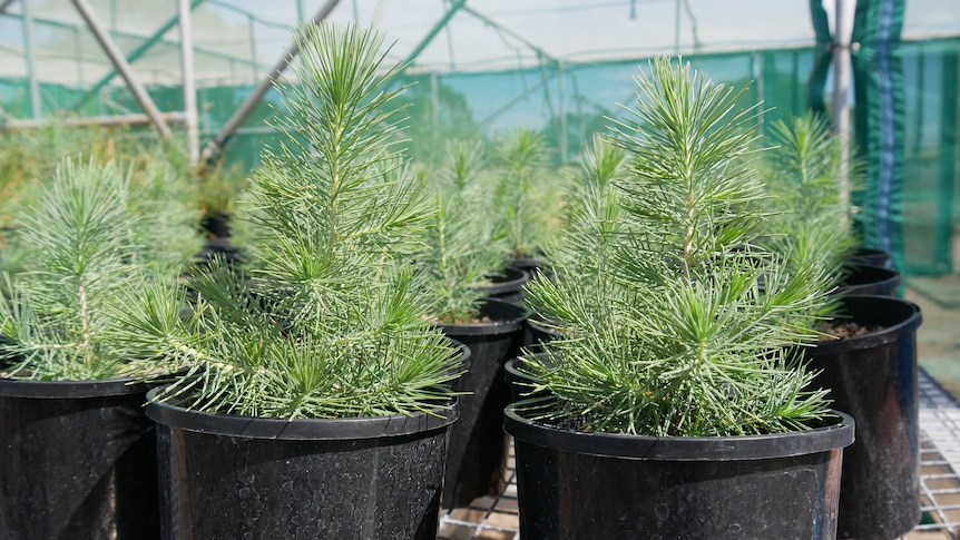 Small, bright green lone pine saplings in black plastic pots lined up on a metal mesh table in a nursery.