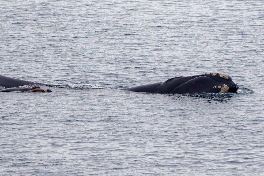 A close-up photo of a southern right whale calf bobbing above the surface.