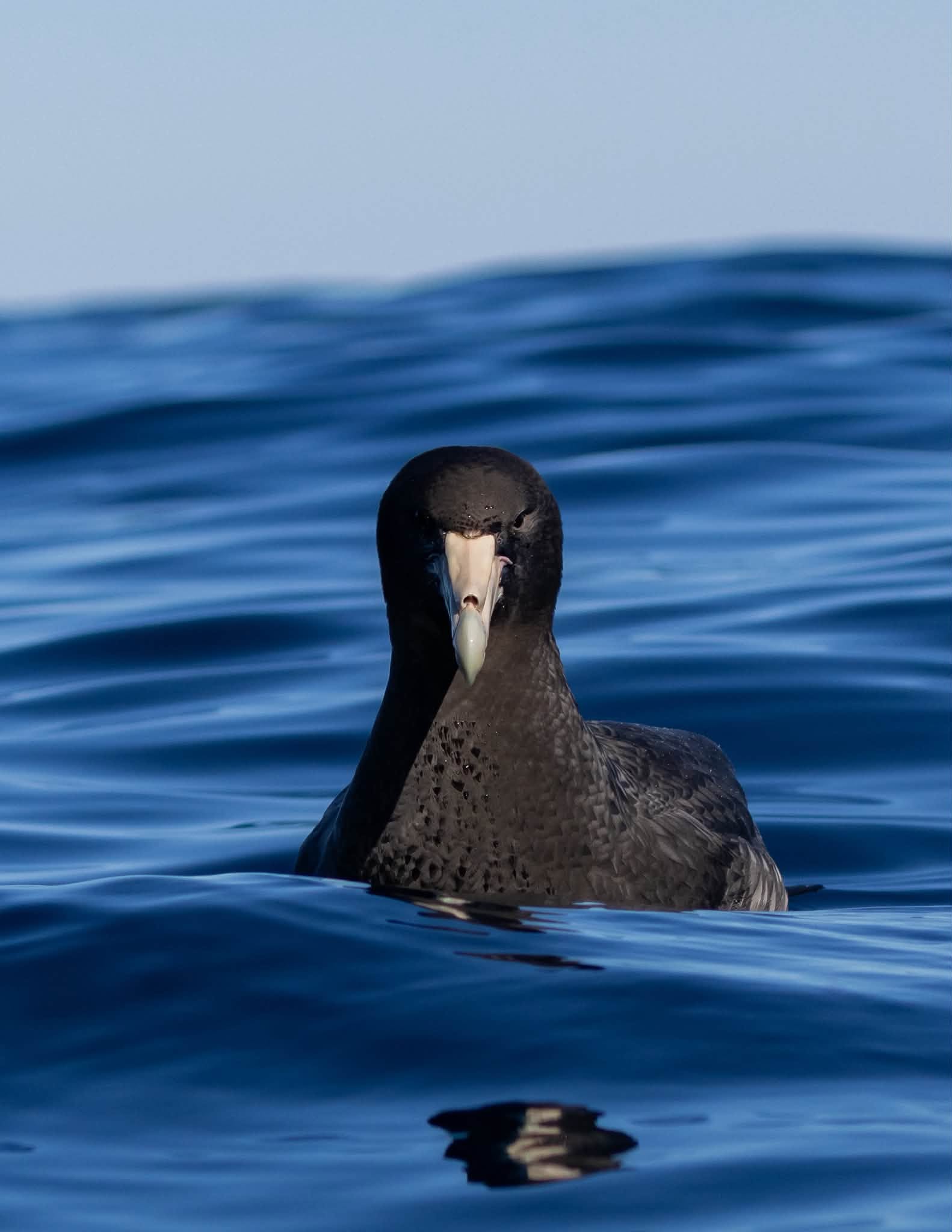 A dark seabird, close up, sitting on the surface of the ocean.