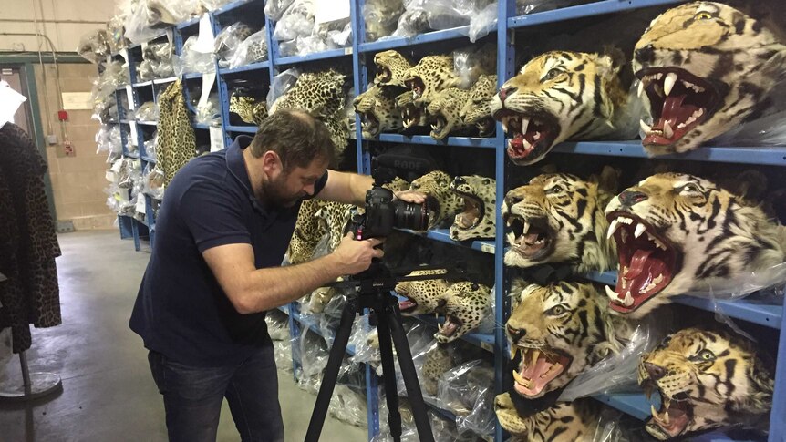US cameraman Dan Sweetapple films the isles of stuffed big cats heads at a Property Repository near Denver.