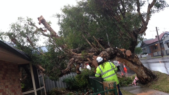 A Newcastle council crew works to remove a tree that was blown onto a house in Georgetown during yesterday's storm.