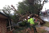 A Newcastle council crew works to remove a tree that was blown onto a house in Georgetown during yesterday's storm.