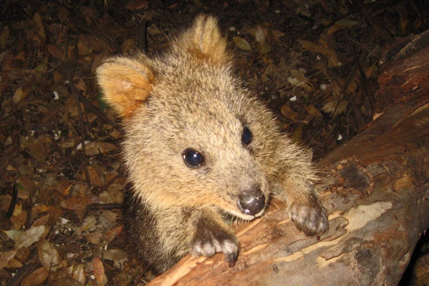 Quokka about to climb a log