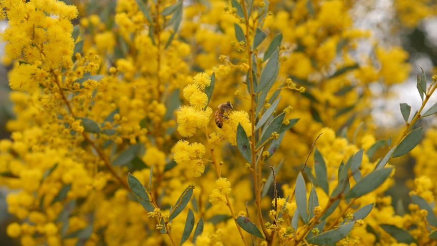A bright yellow wattle tree with a bee flying