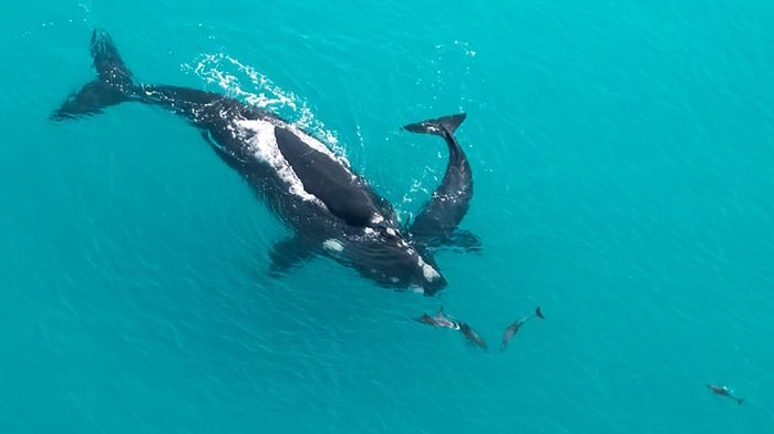 Aerial view of large black whale with whale calf and smaller dolphins in turquoise blue water.