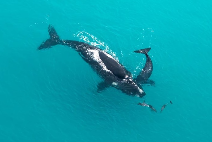 Aerial view of large black whale with whale calf and smaller dolphins in turquoise blue water