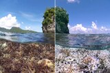 Scientists predict the world's a mass coral bleaching event will take place in early 2016