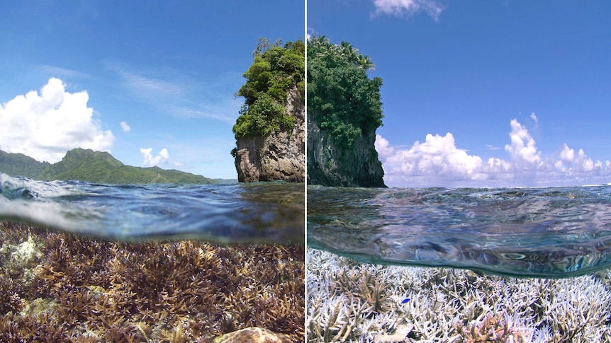 Scientists predict a mass coral bleaching event will take place in early 2016