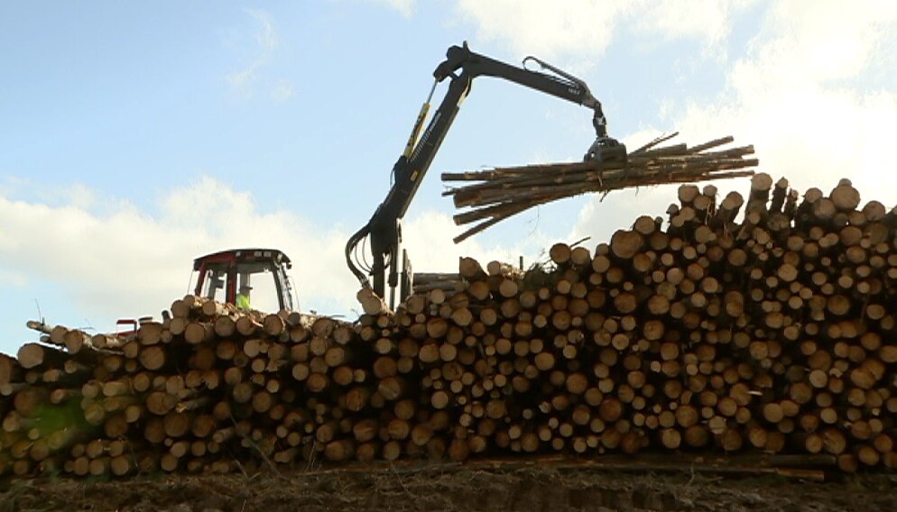 Why Are Pine Trees Dying In Kowen Forest Abc News
