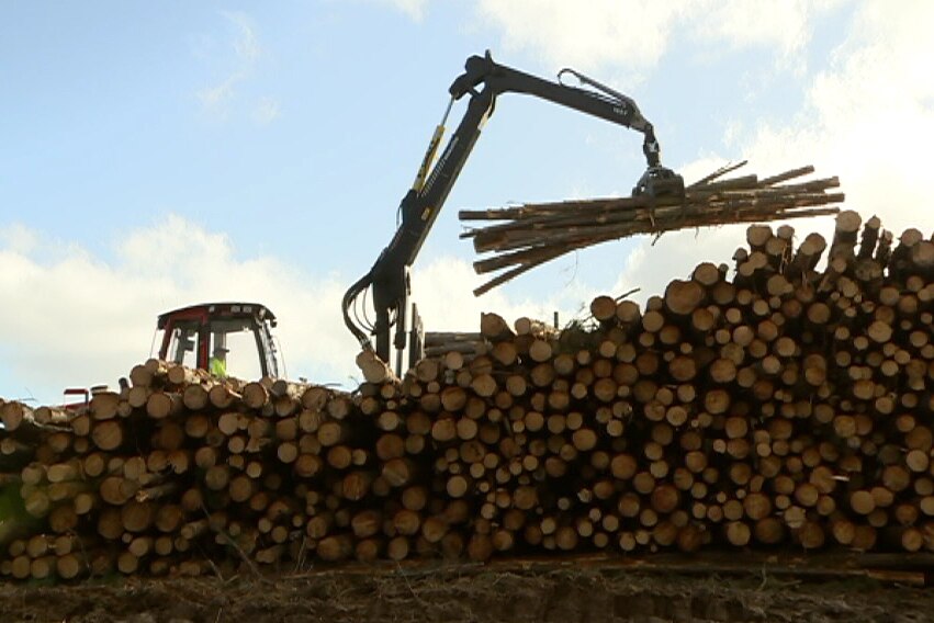 Thousands of trees were cut down in Kowen Forest following a damaging series of events.