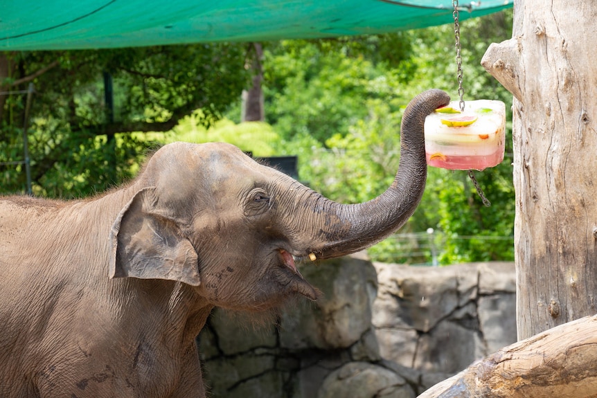 An elephant reaches its trunk up to a container of fruit hanging from a tree. Its mouth is open
