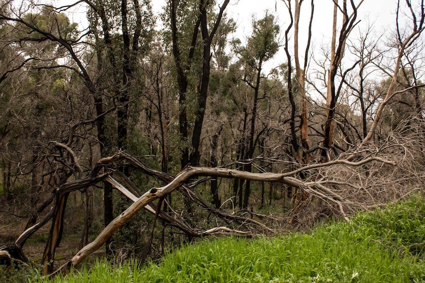 Burnt bushland in the Stoneville historic railway reserve is recovering