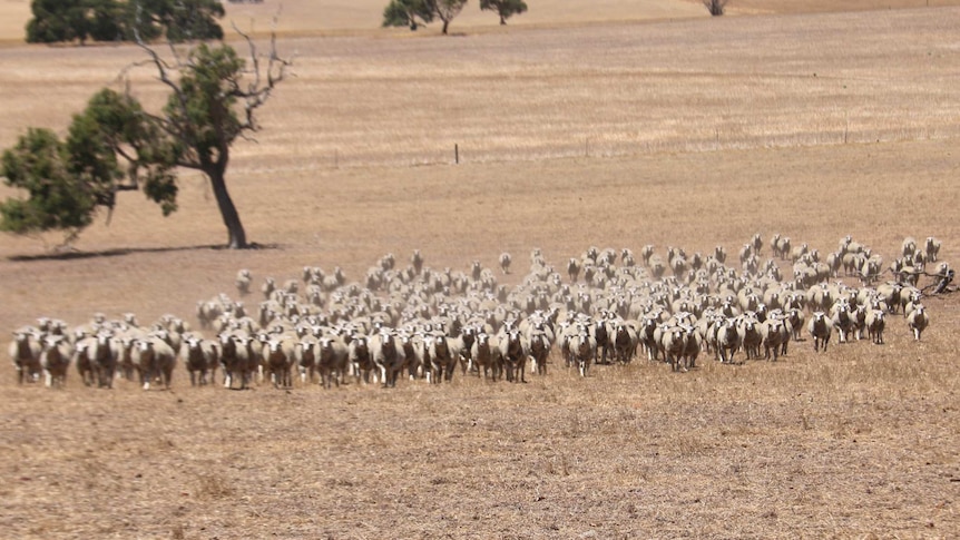 A flock of sheep in a paddock on a farm.