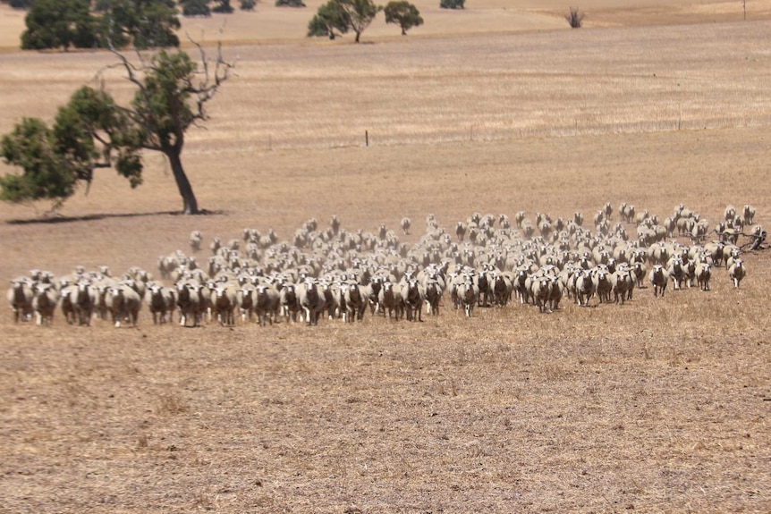 A flock of sheep in a paddock on a farm.