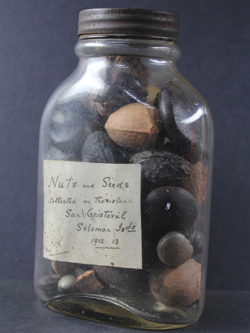 Nuts and seeds from the Pacific formed part of the Radcliffe Collection
