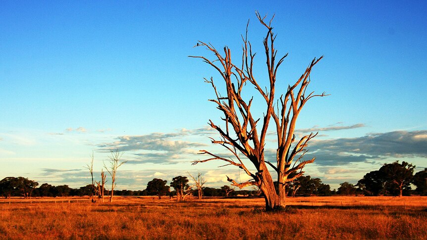 A lone dead tree in a dry field, coloured red by the setting sun, with clear blue skies above.