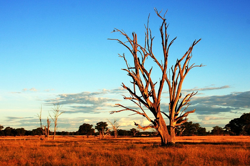 A lone dead tree in a dry field, coloured red by the setting sun, with clear blue skies above.