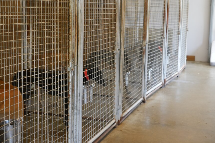 Greyhounds behind metal fences in kennels