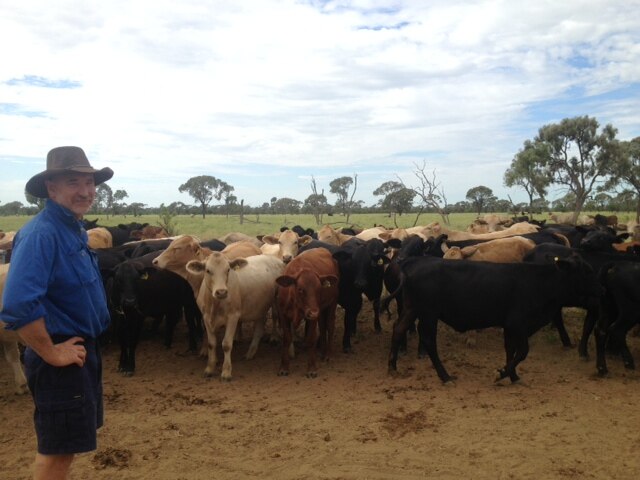 Restocking begins after years of drought in western Queensland - ABC News