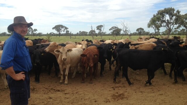 Grazier Peter Whip with his cattle in the paddock.