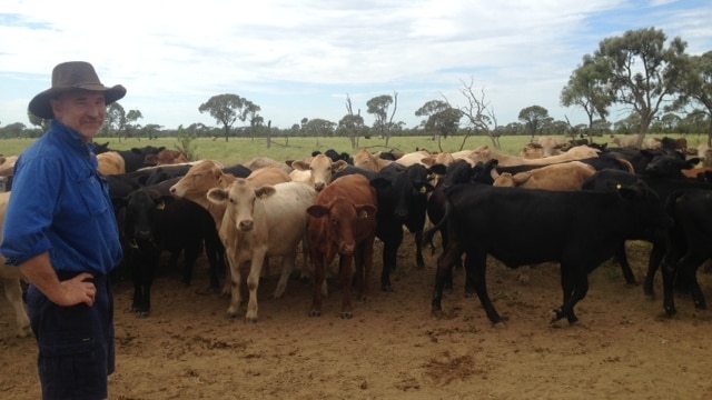 Grazier Peter Whip with his cattle in the paddock.