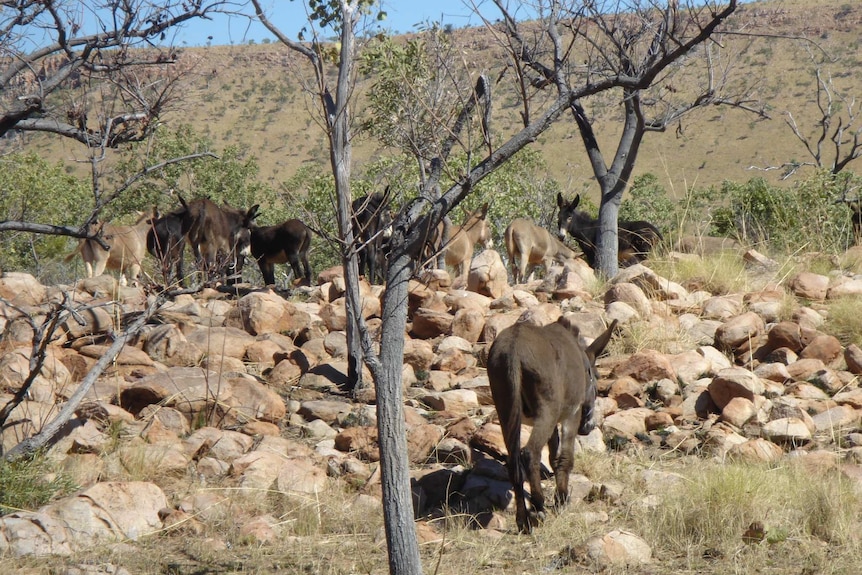 A group of donkeys on Kachana Station