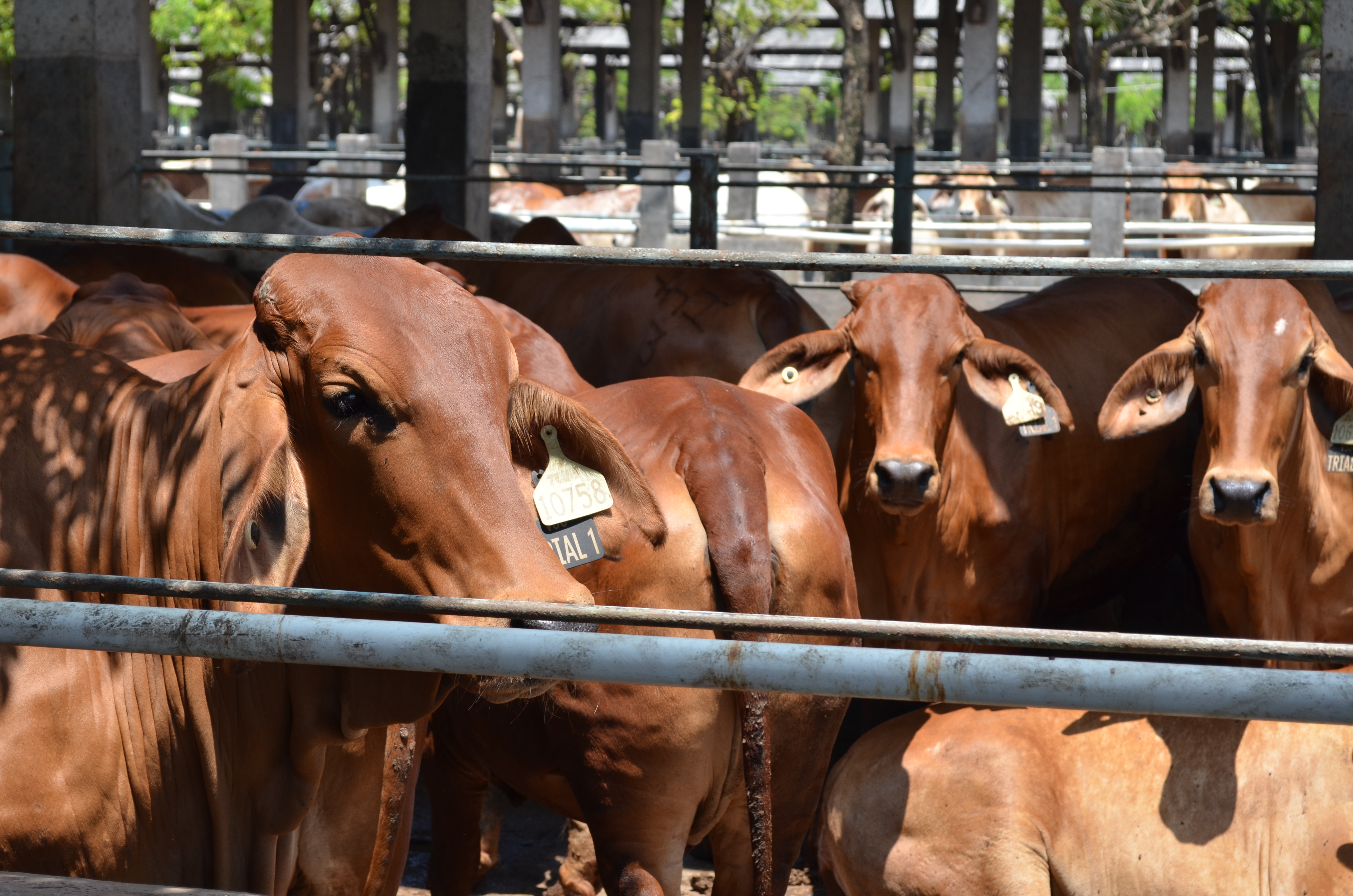 Beef cattle in a lot.