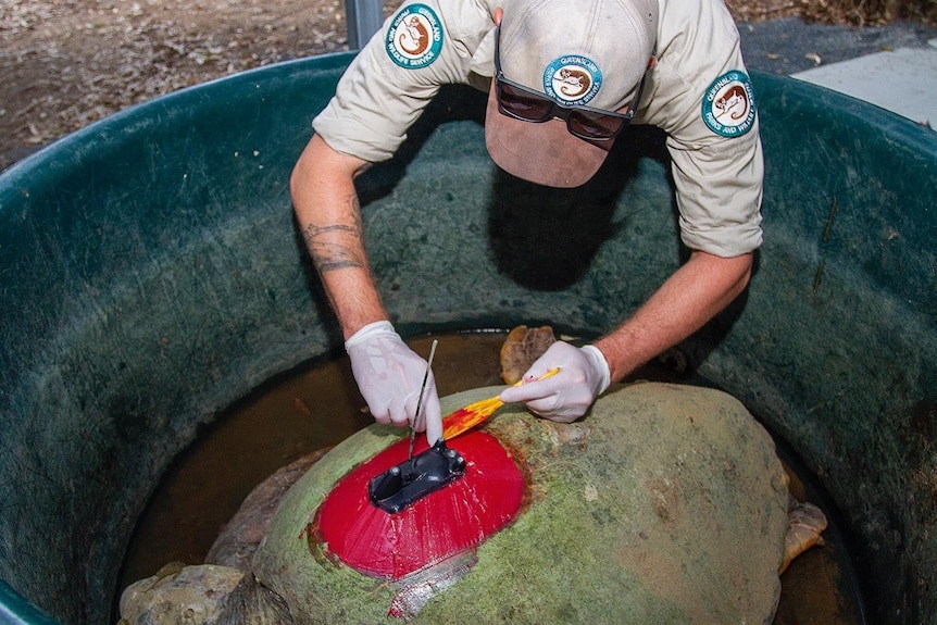 A man in a uniform and cap leans over the side of a plastic tub, installing a red device to the shell of a turtle