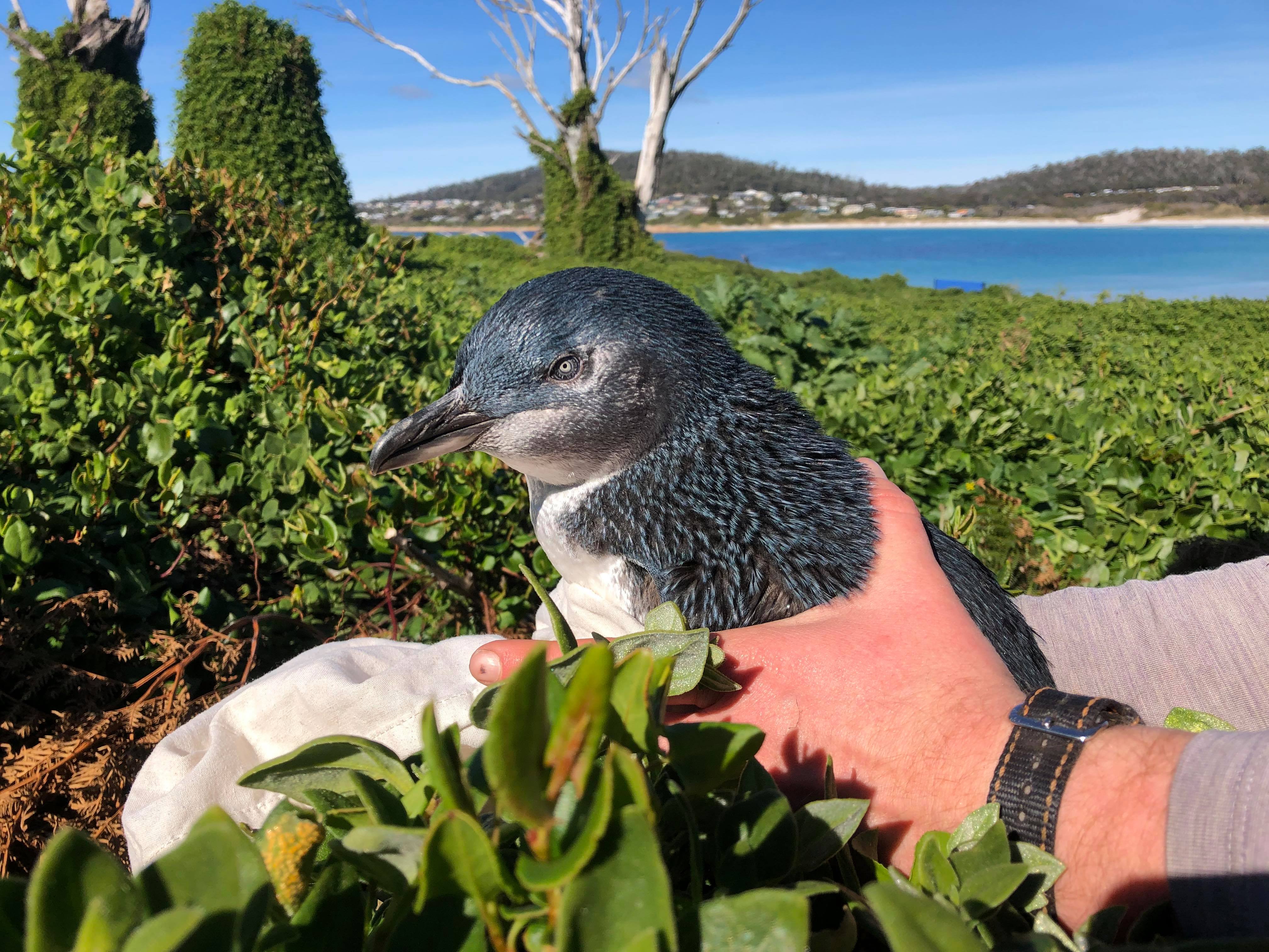 Two hands hold a little penguin amongst shrubs.