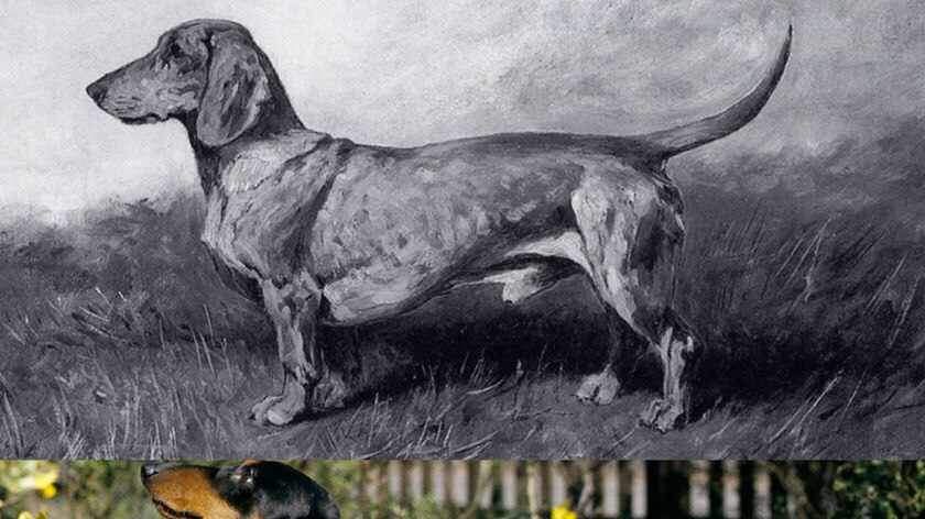 Dachshund from the present day and a painting of a dachshund from 1906.