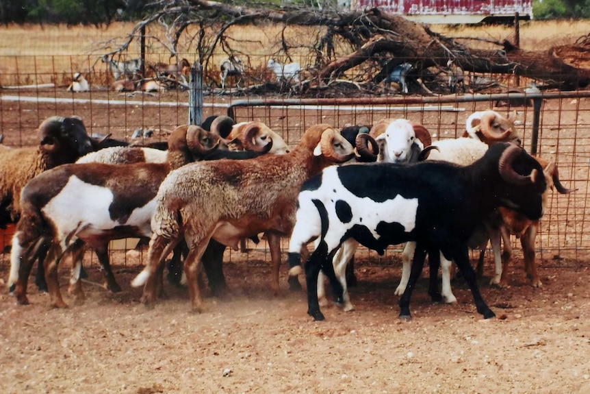 Yaringa Station damara cross sheep stand in a yard