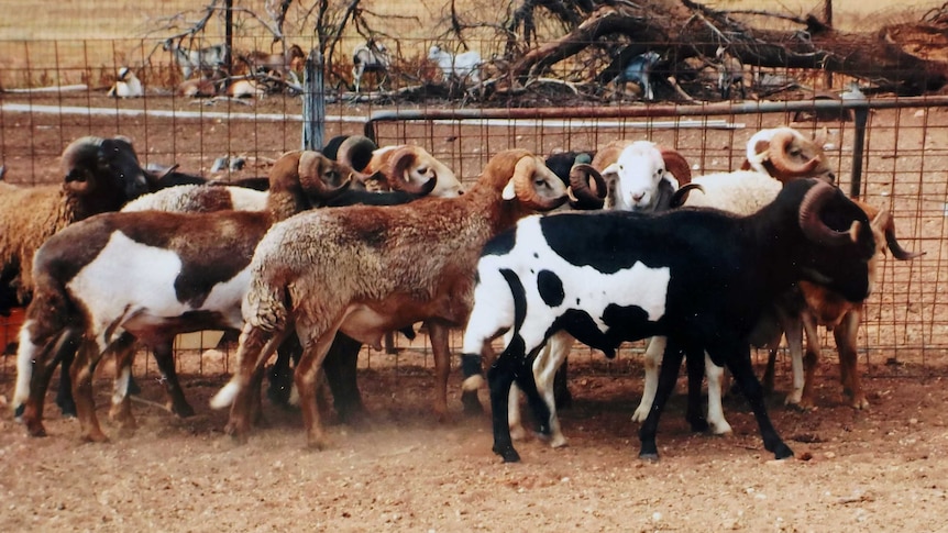 Yaringa Station damara cross sheep stand in a yard