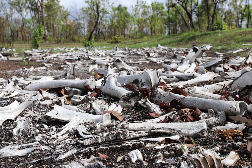 Bones are strewn across the ground in a bush clearing.